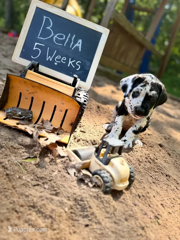 Bella  – Great Dane, Cane Corso puppy on hold in Mondovi, WI