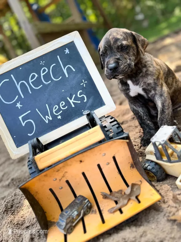 Cheech – Great Dane, Cane Corso puppy for sale in Mondovi, WI