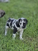 Bella , a female Great Dane and Cane Corso for sale in Mondovi, WI – 8 of 9