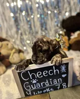Cheech, a male Cane Corso for sale in Mondovi, WI – 2 of 10
