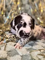 Ella, a female Great Dane and Cane Corso for sale in Mondovi, WI – 3 of 10