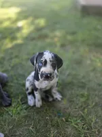 Ella , a female Great Dane and Cane Corso for sale in Mondovi, WI – 2 of 8