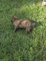 Cheech, a male Cane Corso for sale in Mondovi, WI – 8 of 10