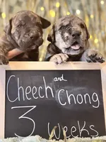 Chong , a male Great Dane and Cane Corso for sale in Mondovi, WI – 8 of 10