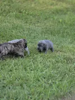 Rivy, a female Great Dane and Cane Corso for sale in Mondovi, WI – 9 of 10