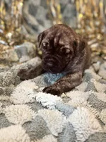 Rivy, a female Great Dane and Cane Corso for sale in Mondovi, WI – 7 of 10