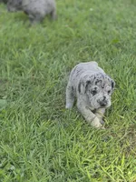 Bubbles, a female Great Dane and Cane Corso for sale in Mondovi, WI – 10 of 10