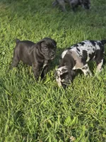 Jetta Jr., a female Great Dane and Cane Corso for sale in Mondovi, WI – 4 of 10