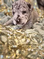 Bubbles, a female Great Dane and Cane Corso for sale in Mondovi, WI – 7 of 10