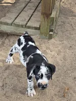 Ella , a female Great Dane and Cane Corso for sale in Mondovi, WI – 8 of 8