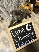 Luna, a female Cane Corso for sale in Mondovi, WI – 2 of 10