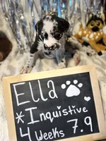 Ella, a female Great Dane and Cane Corso for sale in Mondovi, WI – 2 of 10