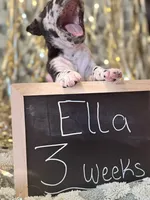 Ella, a female Great Dane and Cane Corso for sale in Mondovi, WI – 5 of 10