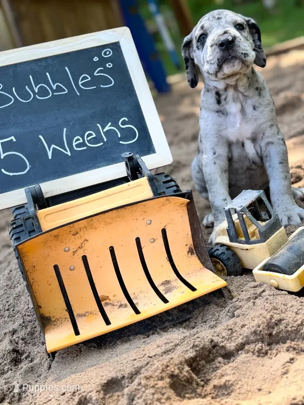 Bubbles – Great Dane, Cane Corso puppy for sale in Mondovi, WI