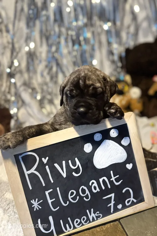 Rivy – Great Dane, Cane Corso puppy for sale in Mondovi, WI