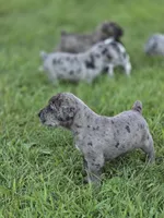 Chong , a male Great Dane and Cane Corso for sale in Mondovi, WI – 9 of 10