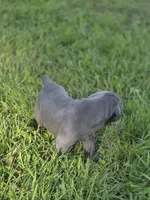 Luna, a female Cane Corso for sale in Mondovi, WI – 6 of 10