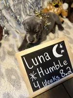 Luna, a female Cane Corso for sale in Mondovi, WI – 3 of 10