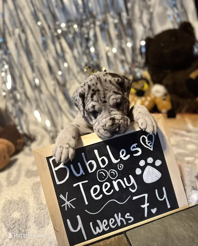 Bubbles – Great Dane, Cane Corso puppy for sale in Mondovi, WI