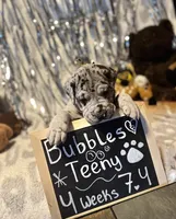 Bubbles, a female Great Dane and Cane Corso for sale in Mondovi, WI – 1 of 10