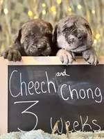 Chong , a male Great Dane and Cane Corso for sale in Mondovi, WI – 6 of 10