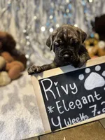 Rivy, a female Great Dane and Cane Corso for sale in Mondovi, WI – 5 of 10
