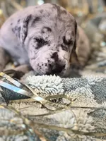 Mr. Deeds , a male Great Dane and Cane Corso for sale in Mondovi, WI – 5 of 8