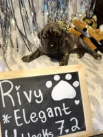 Rivy, a female Great Dane and Cane Corso for sale in Mondovi, WI – 6 of 10