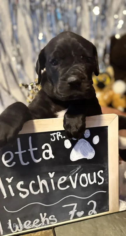 Jetta Jr. – Great Dane, Cane Corso puppy for sale in Mondovi, WI