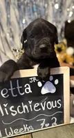 Jetta Jr., a female Great Dane and Cane Corso for sale in Mondovi, WI – 1 of 10