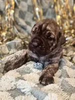 Rivy, a female Great Dane and Cane Corso for sale in Mondovi, WI – 10 of 10