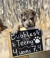 Bubbles, a female Great Dane and Cane Corso for sale in Mondovi, WI – 4 of 10
