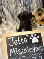 Jetta Jr., a female Great Dane and Cane Corso for sale in Mondovi, WI – 3 of 10