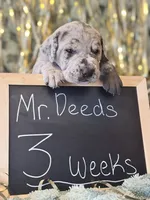 Mr. Deeds , a male Great Dane and Cane Corso for sale in Mondovi, WI – 7 of 8