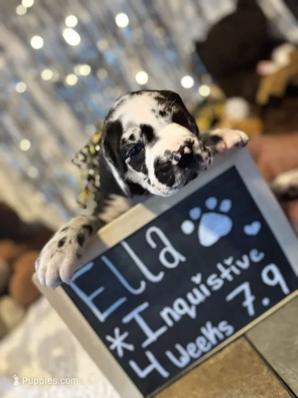 Ella – Great Dane, Cane Corso puppy for sale in Mondovi, WI