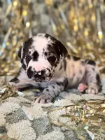 Ella, a female Great Dane and Cane Corso for sale in Mondovi, WI – 8 of 10