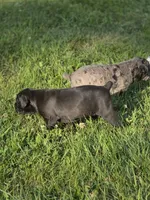 Jetta Jr., a female Great Dane and Cane Corso for sale in Mondovi, WI – 7 of 10