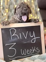 Rivy, a female Great Dane and Cane Corso for sale in Mondovi, WI – 4 of 10
