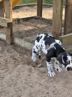 Ella , a female Great Dane and Cane Corso for sale in Mondovi, WI – 6 of 8