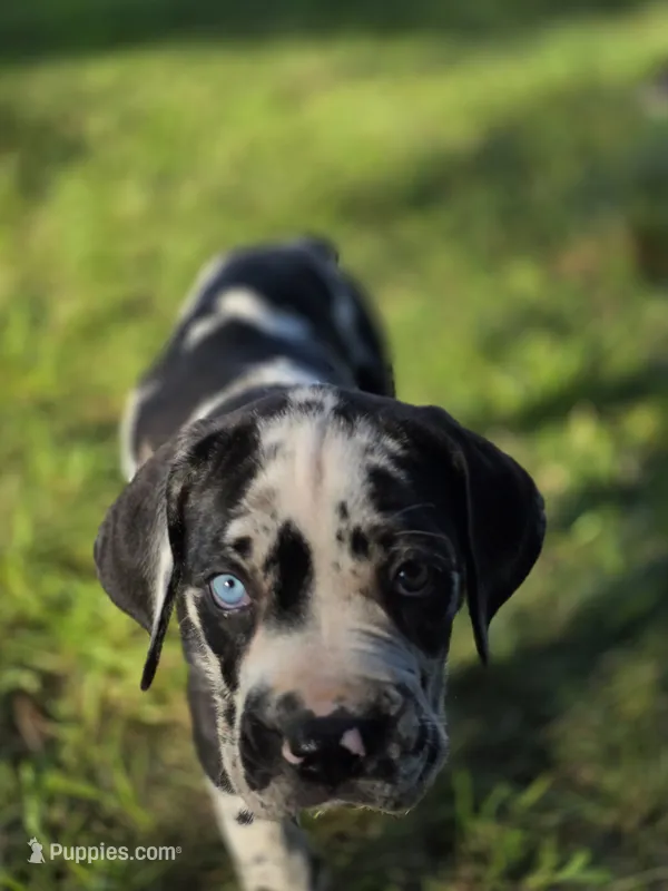 Ella  – Great Dane, Cane Corso puppy for sale in Mondovi, WI