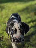 Ella , a female Great Dane and Cane Corso for sale in Mondovi, WI – 1 of 8
