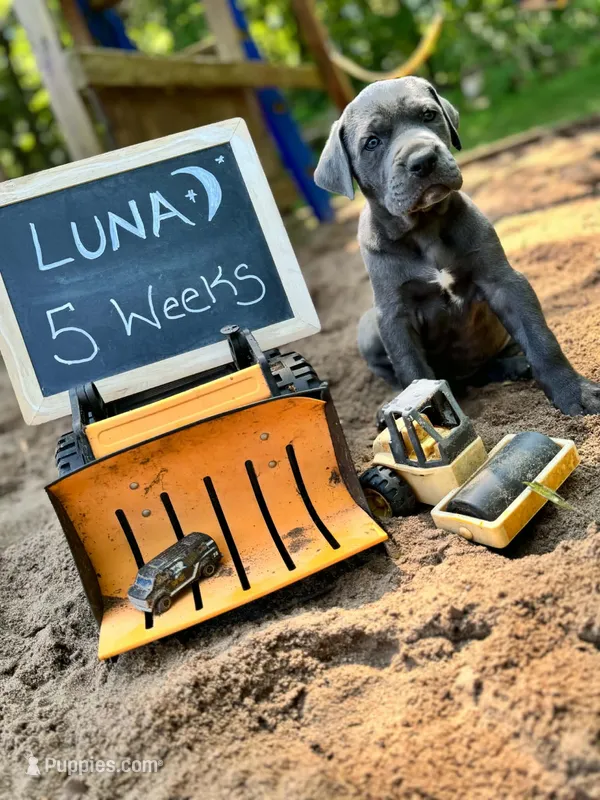 Luna – Great Dane, Cane Corso puppy for sale in Mondovi, WI