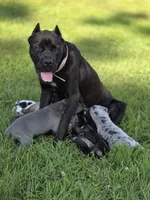 Luna, a female Cane Corso for sale in Mondovi, WI – 4 of 10