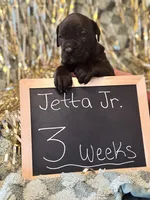 Jetta Jr., a female Great Dane and Cane Corso for sale in Mondovi, WI – 2 of 10