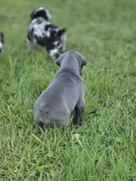 Luna, a female Cane Corso for sale in Mondovi, WI – 7 of 10