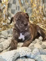 Cheech, a male Cane Corso for sale in Mondovi, WI – 9 of 10