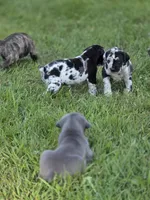 Luna, a female Cane Corso for sale in Mondovi, WI – 10 of 10