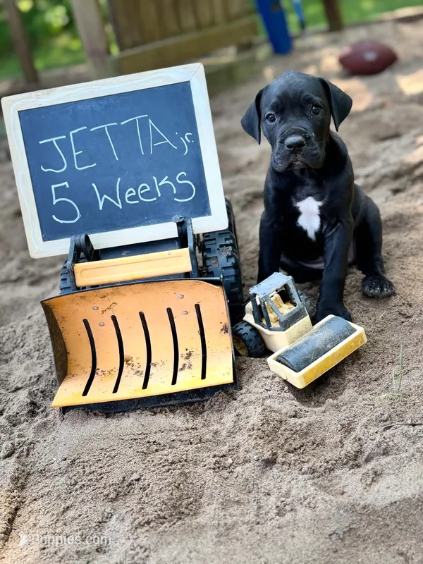 Jetta Jr. – Great Dane, Cane Corso puppy for sale in Mondovi, WI
