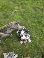 Ella , a female Great Dane and Cane Corso for sale in Mondovi, WI – 3 of 8