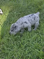 Bubbles, a female Great Dane and Cane Corso for sale in Mondovi, WI – 5 of 10